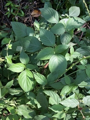 Achyranthes