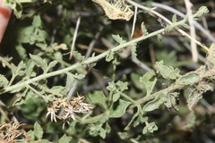 Brickellia microphylla