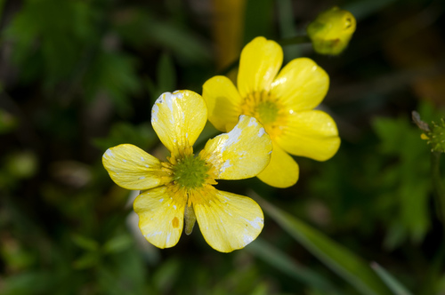 Ranunculus formosa-montanus, photograph 5
