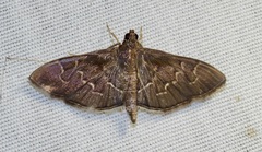 Pilocrocis ramentalis