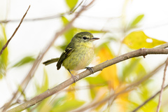 Phylloscartes kronei