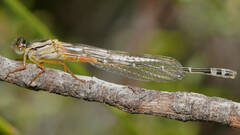 Xanthagrion erythroneurum