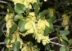 Fraxinus anomala