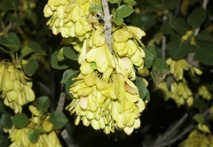 Fraxinus anomala