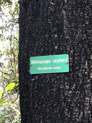 Mimusops zeyheri