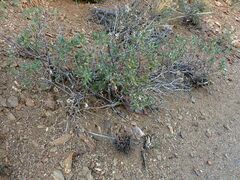 Eriodictyon trichocalyx lanatum