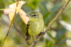 Phylloscartes kronei