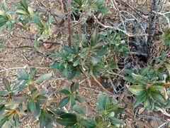 Eriodictyon trichocalyx lanatum