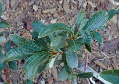 Eriodictyon trichocalyx lanatum