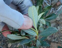 Eriodictyon trichocalyx lanatum