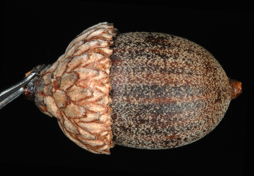 Quercus X filialis