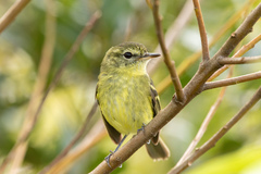 Phylloscartes kronei