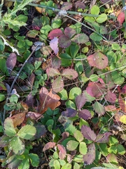 Fragaria virginiana