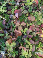 Fragaria virginiana