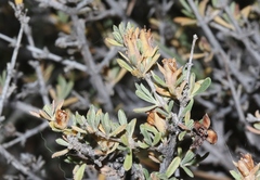 Coleogyne ramosissima