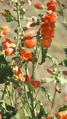 Sphaeralcea fendleri