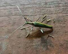 Pseudocalliprason marginatum