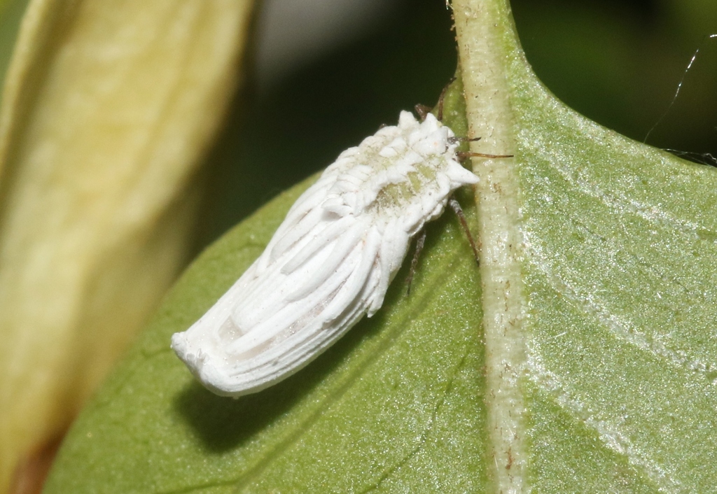 Greenhouse Orthezia from Grand, Utah, United States on June 20, 2022 at