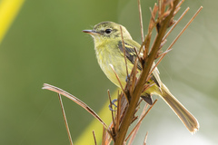 Phylloscartes kronei