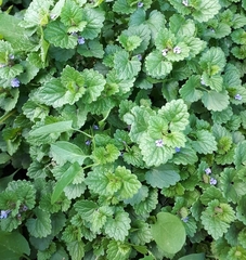 Glechoma hederacea