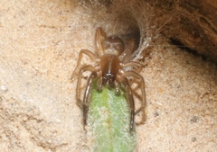 Segestriidae