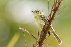 Phylloscartes kronei