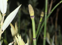 Equisetum laevigatum