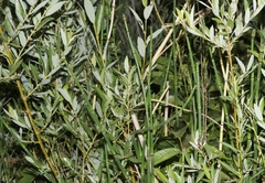 Equisetum laevigatum