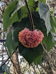 Dombeya