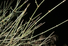 Ephedra torreyana