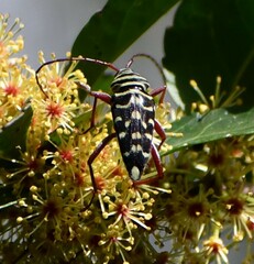Placosternus difficilis