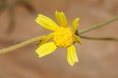 Tetraneuris acaulis