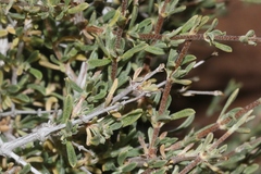 Coleogyne ramosissima