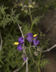 Solanum remyanum