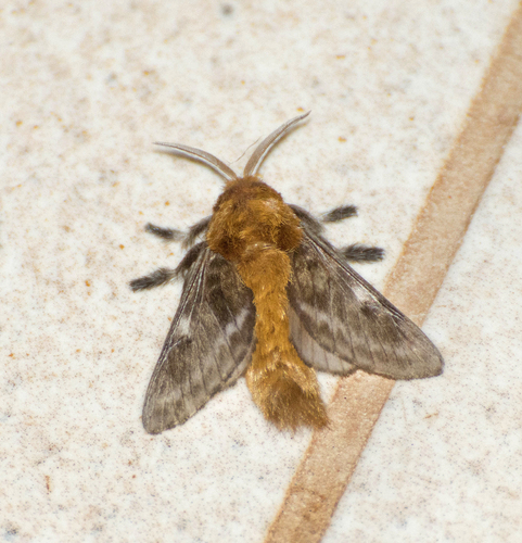 Megalopyge undulata (Herrich-Schäffer, 1858)