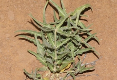 Asclepias macrosperma
