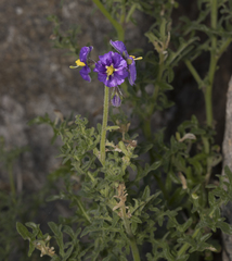 Solanum remyanum