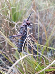 Dictyophorus griseus