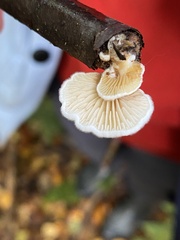 Panellus mitis