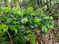Hymenophyllum nephrophyllum