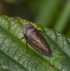 Cicadomorpha