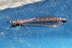 Clathroneuria schwarzi