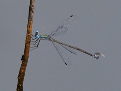 Lestes forficula