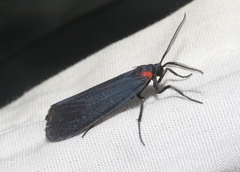 Lycomorpha splendens