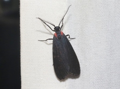 Lycomorpha splendens