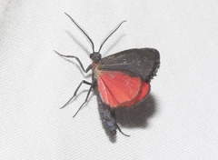 Lycomorpha splendens