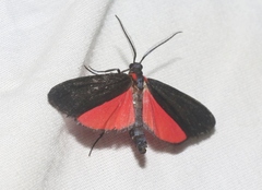 Lycomorpha splendens