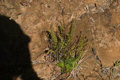 Pellaea ternifolia
