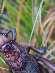 Dictyophorus griseus