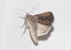 Condica discistriga